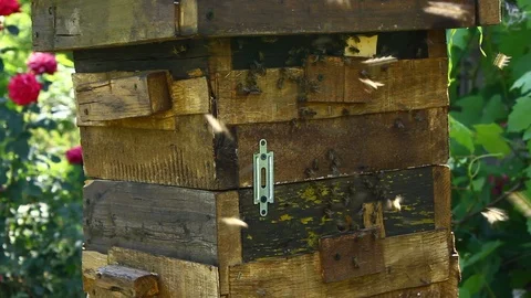 Circling young bees. Bees in the hive. Stock Footage 120910847