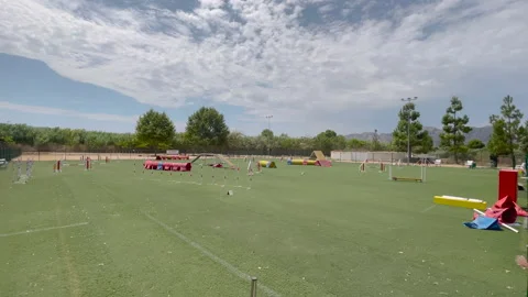 Circuit for dogs - Slow Motion Stock Footage 202302221