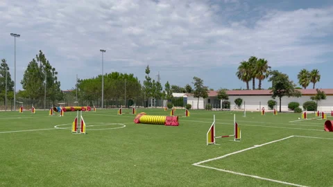 Circuit for dogs - Slow Motion Stock Footage 202302524