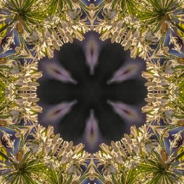 Circular abstract design shape made from California photo of white flowers in Stock Photos