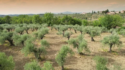 Circular aerial view of a beautiful olive tree plantation in Tuscany. Stock-Footage 283930366