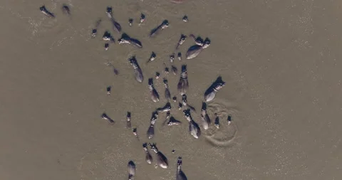 Circular aerial view of a large pod of Hippopotamus in a drying up river  Vídeo Stock 274847655