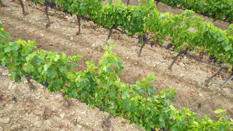 Circular aerial view over rows of vineyards with black grapes Stock-Footage 284711446