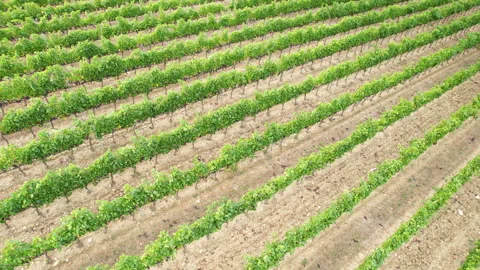 Circular aerial view over rows of vineyards in Tuscany Stock Footage 284712360