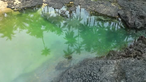 Circular aerial view of palm tree shadows reflecting on the sea.São Tomé,Africa Stock Footage 329572973