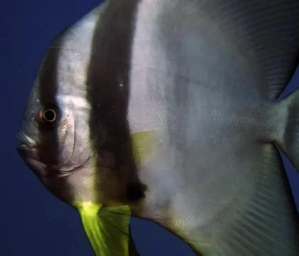 Circular Batfish (Platax orbicularis) Фото