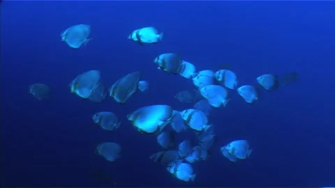 Circular Batfish School in Shallow Blue Waters Stock Footage 299988785