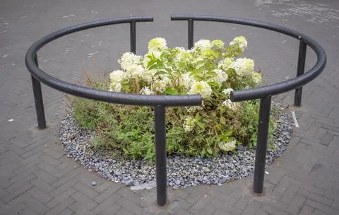 A circular bed of hydrangea flowers, enclosed by a metal fence, in the middle Stock Photos