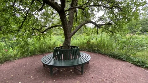 Circular Bench Around Large Tree in Peaceful Green Park Stock Footage 340976390