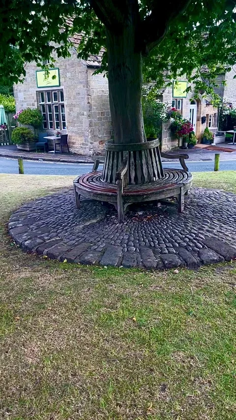 Circular Bench Around Tree Stock Footage 313381807