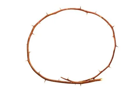 Circular brown branch with protruding sharp thorns Stock Photos