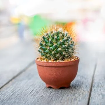 Circular cactus Stock Photos