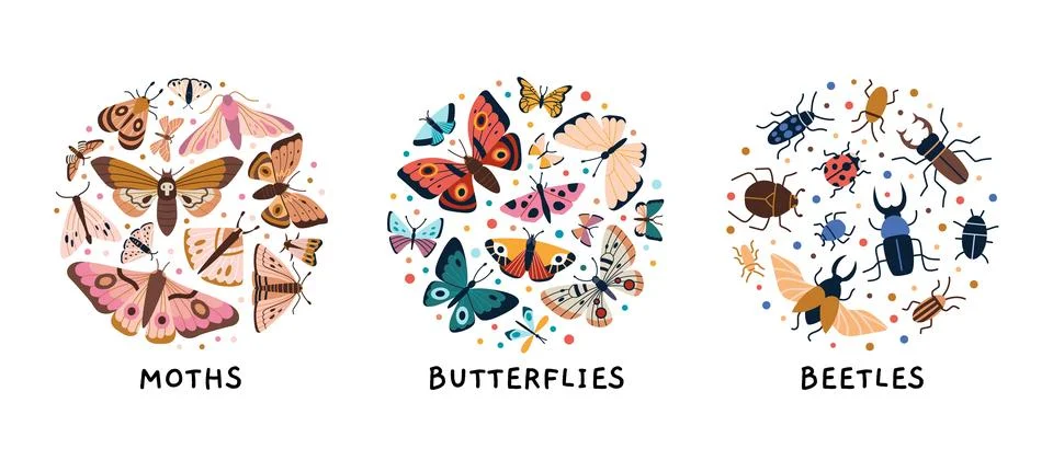 Circular compositions with three insect types like night moths, butterflies.. Stock Illustration
