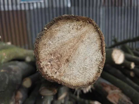 A circular cut of a tree branch showing light brown wood rings and texture Stock Photos