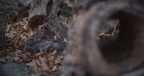Circular Dead Tree stump in Forest rack focus Stock Footage 128321303