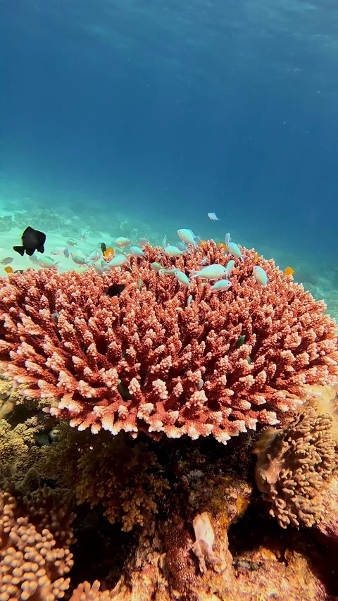 Circular dolly to a lattice table coral with colorful fishes swimming on to of i Vídeos de archivo 319953519