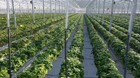 Circular drone flight over strawberry plants Stock Footage 327494041