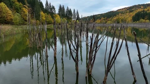Circular Drone Movement Around Lake Cuejdel's Trees. Slow Motion Video stock 289301914