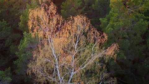 Circular drone movement around a sunlit tree. A birch in a spruce forest. Stock Footage 288706543