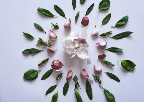 A circular explosion of garlic and herbs on white background. Flat lay, top view Stock Photos