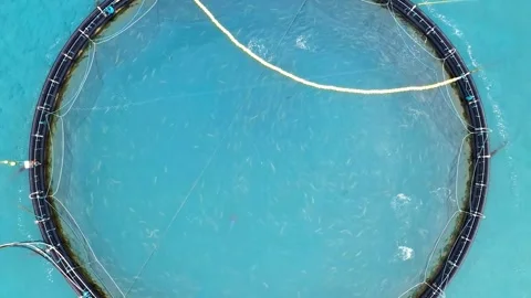 Circular Fish Farm Net in Aqua Water Stock Footage 308340677