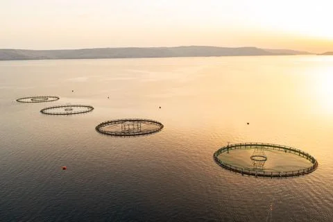 Circular fish farming enclosures float on a calm sea as the sun sets behind the Stock Photos