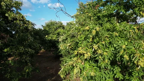 Circular flight around a centuries-old chestnut tree Stock Footage 162243187