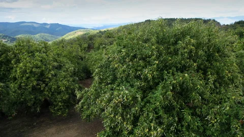 Circular flight around a centuries-old chestnut tree Stock Footage 162243343