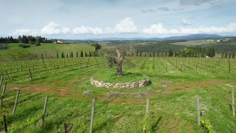 Circular flight around an olive tree among young vineyards Stock Footage 307632533