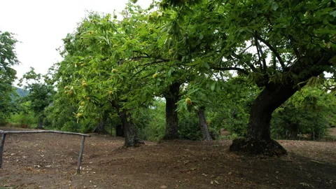 Circular flight from bottom to top around a centuries-old chestnut tree Stock Footage 162242368