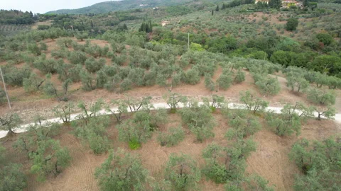 Circular flight with drone over an olive plantation in Tuscany Video stock 162244076