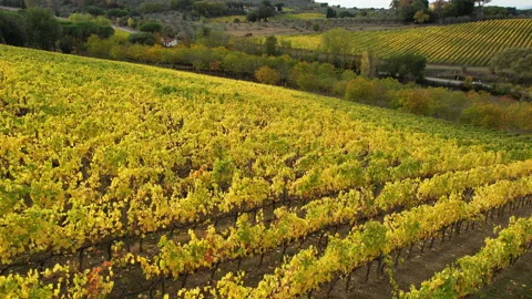 Circular flight over rows of yellow vineyards in Chianti Classico area Stock Footage 164146015