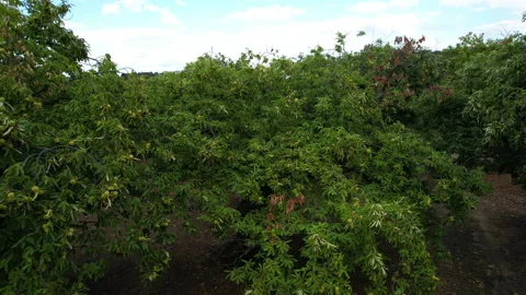 Circular flight from top to bottom around a centuries-old chestnut tree Stock Footage 162243049