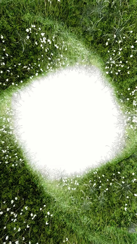 Circular Floral Meadow Loop with Green Grass and White Blossoms Stock Footage 314758964