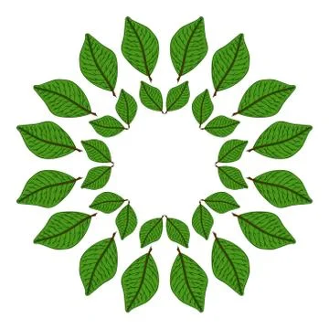 Circular frame of green leaves. vector illustration. Drawing by hand. Illustrazione stock