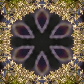 Circular glowing star shape iwth white flowers relfected around it in abstract Stock Photos