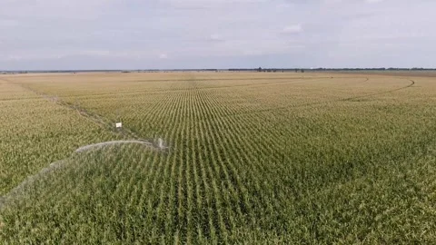 Circular irrigation of a corn field. aerial view Stock Footage 251648756