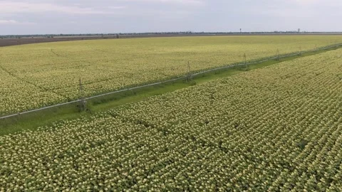 Circular irrigation of a corn field. aerial view Stock Footage 252458986