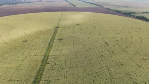Circular irrigation of a corn field. General plan. aerial view. Video stock 252458973