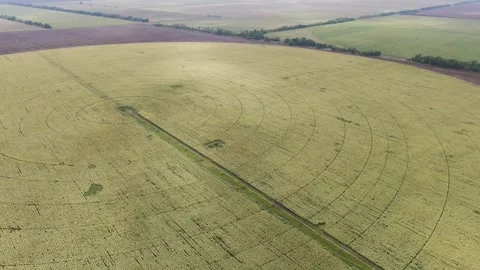 Circular irrigation of a corn field. General plan. aerial view. Stock Footage 252458977