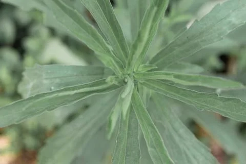 Circular leaves Stock Photos