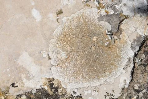 Circular lichen Stock Photos