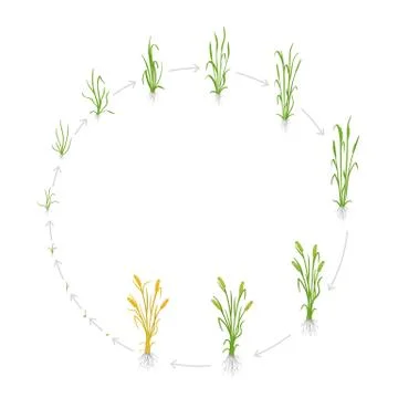 Circular life cycle of rye grain. Growth stages of Rye plant. Cereal increase Stock Illustration