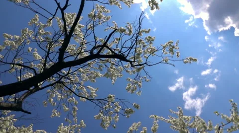 Circular looking up panoramic view of blooming cherry tree crowns on blue sky 库存影片 65118626