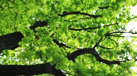 Circular loopable pan across oak tree. Vídeos de archivo 51224551
