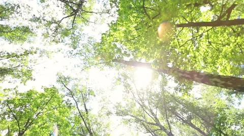 Circular loopable pan with upward view of green forest with lens flare. Vidéo 51232912
