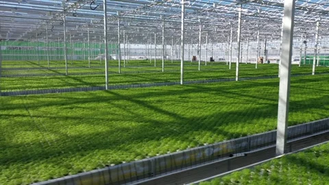 Circular low drone flight over greenhouse seedlings Vidéo 327494047