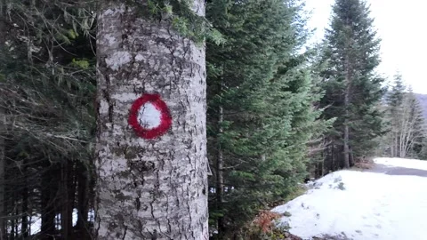 A circular marker on a tree, a trail in the forest. Stock Footage 317632652