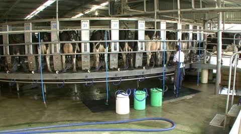 Circular milking machine interior Video stock 11265224