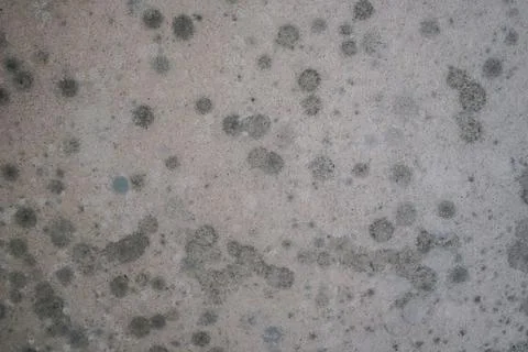Circular Mold Growth on Wall Medium Shot Foto stock